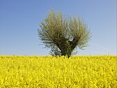 Agriculture landscape, Skane, Sweden