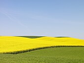 Agriculture landscape, Skåne, Sweden