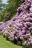 Rhododendron