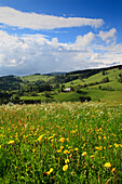 Flower meadow and landscape under clouded sky, Black Forest, Baden-Württemberg, Germany, Europe