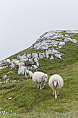 Sheep on pasture, Wetterstein range, Bavaria, Germany