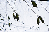 Twigs with leaves, Berchtesgadener Land, Upper Bavaria, Germany