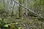 Kuh weidet in einem Birkenwald, Berchtesgadener Land, Oberbayern, Bayern, Deutschland