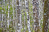 Birch forest near Konigssee, Berchtesgadener Land, Upper Bavaria, Germany