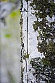 Trunk of a birch tree, near Konigssee, Berchtesgadener Land, Upper Bavaria, Germany