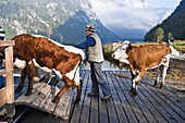 Almabtrieb, Konigssee, Berchtesgadener Land, Upper Bavaria, Germany