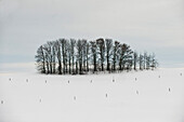 Kahle Bäume im Winter, Tegernsee, Oberbayern, Bayern, Deutschland