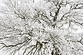 Bare tree covered with frost, Tegernseer Land, Upper Bavaria, Germany