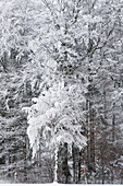 Bäume mit Raureif, Tegernseer Land, Oberbayern, Bayern, Deutschland