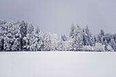 Winter scenery, Tegernseer Land, Upper Bavaria, Germany