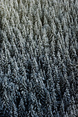 Nadelwald im Winter, Tegernseer Land, Oberbayern, Bayern, Deutschland
