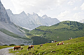 Cattle on pasture, Karwendel range, Tyrol, Austria