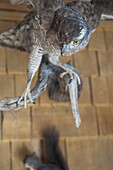 Ausgestopfter Raubvogel, Königshaus am Schachen, Wettersteingebirge, Bayern, Deutschland