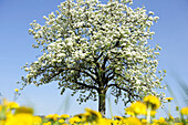 Obstbaum blüht in Wiese mit Löwenzahn, Lindau, Bodensee, Bayern, Deutschland