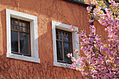 Blooming almond tree at the front of a house facade, Meersburg, lake Constance, Baden-Wuerttemberg, Germany