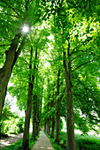 Alley of lime trees, Altmuehltal cycle trail, Altmuehl valley nature park, Altmuehl, Bavaria, Germany
