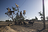 Ziegen auf einem Arganbaum, Marokko, Nordafrika, Afrika