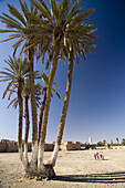 Palm trees, Taroudant, Morocco, North Africa, Africa
