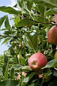 Reife Äpfel auf einem Baum, Obstplantage, Südtirol, Italien, Europa