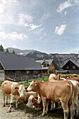 Kühe vor einem Bauernhof, Stodertal, Oberösterreich, Österreich,  Alpen, Europa