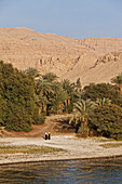 Palmen am Nilufer, Ägypten, Afrika