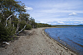 Uriger Wald am See in der Reserva Nacional Laguna Parrillar, nahe Punta Arenas, Patagonien, Chile, Südamerika, Amerika