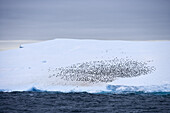 Antarktischer Eisberg mit Pinguinkolonie unter Wolkenhimmel, Südliche Shetlandinseln, Antarktis