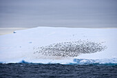 Antarctic iceberg with penguin colony under clouded sky, South Shetland Islands, Antarctica