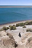 Magellan Pinguin (Spheniscus magellanicus) an der Küste, Peninsula Valdes Nationalpark, Valdes Halbinsel, nahe Puerto Madryn, Patagonien, Argentinien, Südamerika, Amerika