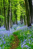 Soft focus woodland bluebells in Prior's Wood, Portbury, Somerset, United Kingdom This image has been photographed using a soft focus filter