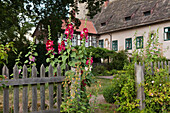 Stift Fischbeck, Blick vom Garten auf die Stiftsgebäude, Stockrosen, Fischbeck, Hessisch Oldendorf, Niedersachsen, Deutschland