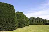 Trimmed yew hedges in the garden of Gut Altenkamp, Papenburg, Lower Saxony, northern Germany