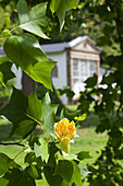 Blühender Tulpenbaum vor der Orangerie vom Gut Destedt, Niedersachsen, Deutschland