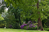 Flowering rhododendrons and old trees in Jever castle grounds, Jever, Lower Saxony, Germany