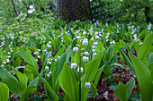Blühende Maiglöckchen in Breidings Garten, Soltau, Niedersachsen, Deutschland