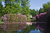 Pink rhododendron petals floating in the water, landscape garden, Breidings garden, Soltau, Lower Saxony, Germany