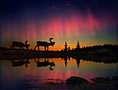 Aurora borealis and reindeers under starry sky, Lapland, Norway, Europe