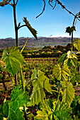 Vineyard, Mount Etna, Sicily, Italy