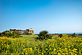 Temple E, Selinute, Sicily, Italy