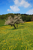 Meadow with blossoming fruit trees, near Heppenheim, Hesse, Germany