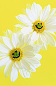 Two Sunflowers with smileys