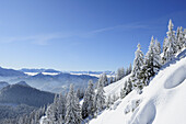 Verschneite Fichten, Bayerische Alpen im Hintergrund, Hirschberg, Bayerische Voralpen, Bayerische Alpen, Oberbayern, Bayern, Deutschland
