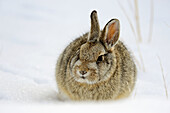 Nuttall’s Cottontail Sylvilagus nuttallii in winter habitat, Theodore Roosevelt National Park