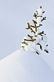 Spruce tree sapling buried in snow Churchill Manitoba