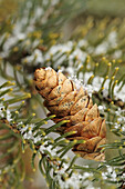 White spruce Picea glauca Light snow on cone in tree