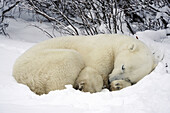Polar bear Ursus maritimus Resting in snow along Hudson Bay coastline