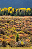 Autumn aspens, willows and dwarf birch along the Bow Valley Parkway