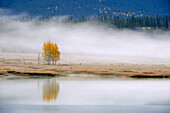 Morning fog with autumn aspens at Abraham Lake