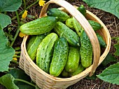 cucumbers in basket in garden