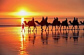 Camel carvan at Cable Beach  Broome, Western Australia